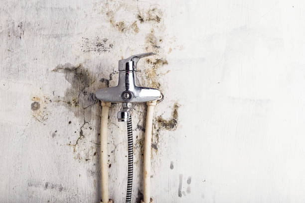 Best Local Mold Removal Service  in Rhinelander, WI