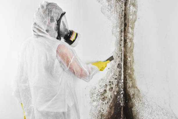 Best Mold Testing  in Rhinelander, WI