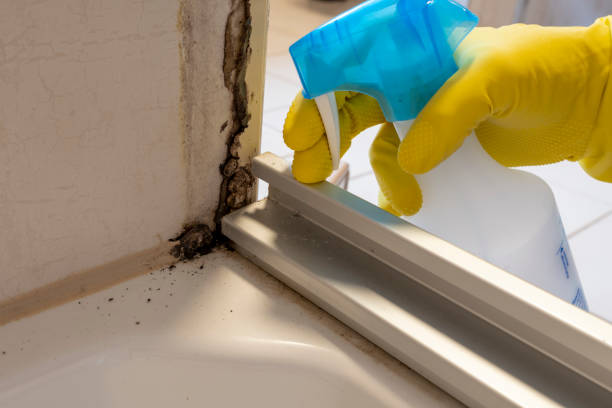 Best Fast Mold Removal  in Rhinelander, WI