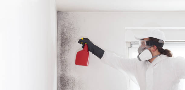 Best Mold Removal and Inspection  in Rhinelander, WI