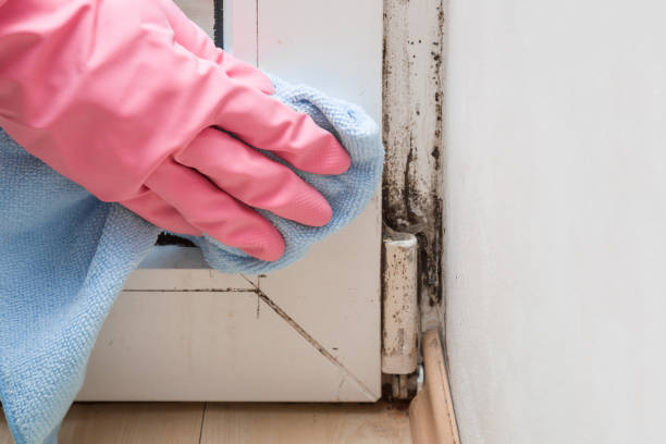 Best Mold Damage Repair  in Rhinelander, WI