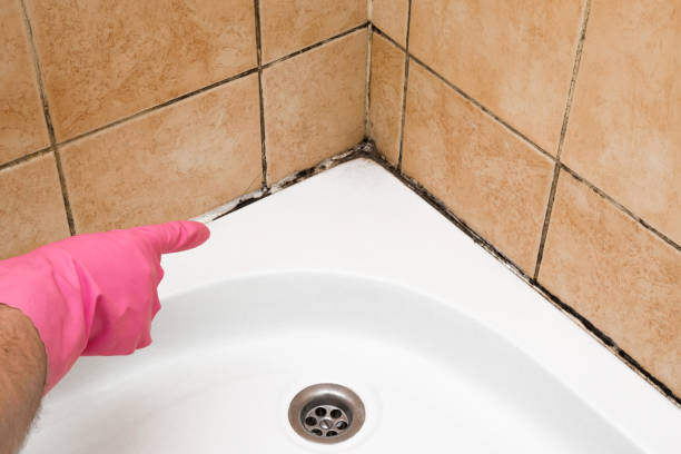 Best Mold Remediation  in Rhinelander, WI